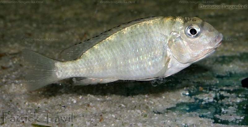 Pseudosimochromis babaulti 'Mabilibili Bay'